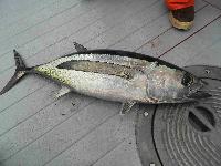 Whale Watching Depoe Bay 